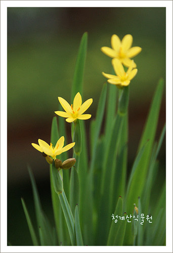 노랑등심붓꽃
