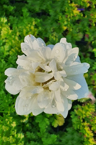 꽃대 흰겹꽃 아네모네바람꽃 / 사진촬영 2023년 2월 4일