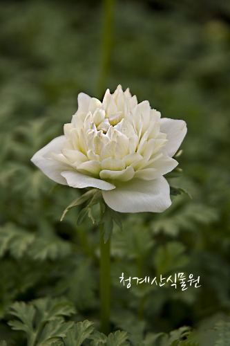 꽃대 흰겹꽃 아네모네바람꽃 / 사진촬영 2023년 2월 16일