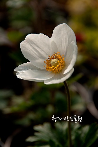 꽃대 사계바람꽃 / 사진촬영 2023년 4월 8일