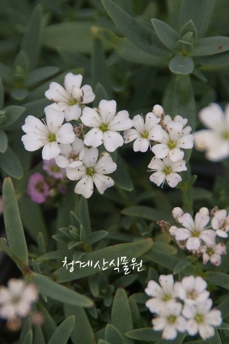 꽃대 알프스 흰안개패랭이 / 사진촬영 2023년 5월 4일