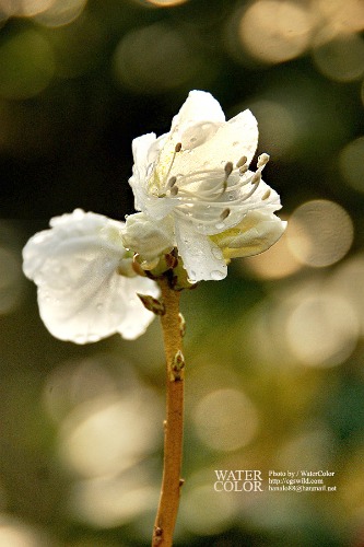 [노지월동] 꽃대  튼실한 흰진달래 (15cm포트) / 사진촬영 2023년 10월 25일