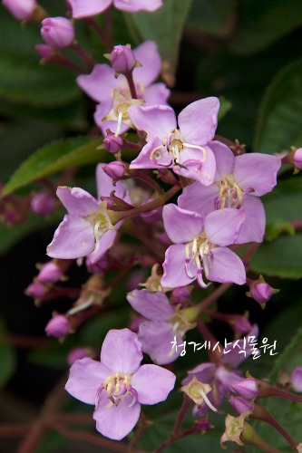 꽃대 목노보단 (중품) / 사진촬영 2023년 8월 26일