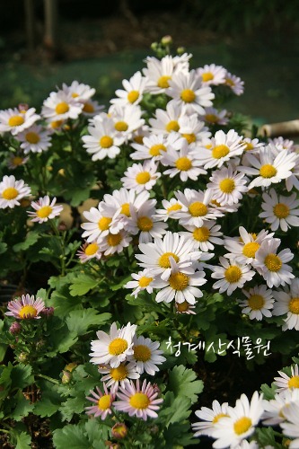 [청계산식물원]  묵은둥이 분홍구절초 / 사진촬영 2024년 3월 2일