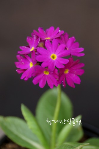 [청계산식물원] 꽃대 루비앵초 / 사진촬영 2024년 3월 15일