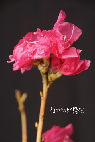 [청계산식물원] 꽃대 홍화진달래 011 (높이 45cm) / 사진촬영 2024년 3월 8일