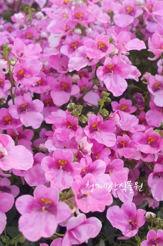 [청계산식물원]  꽃대 분홍다이시아 / 사진촬영 2024년 3월 2일