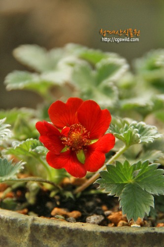 [청계산식물원]  알프스 빨간양지꽃 / 사진촬영 2024년 3월 23일