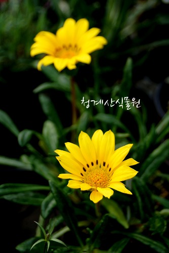 [청계산식물원] 꽃대 노랑가자니아 / 사진촬영 2024년 3월 12일