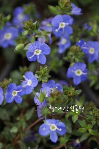 [청계산식물원] 꽃대 베로니카 / 사진촬영 2024년 3월 9일