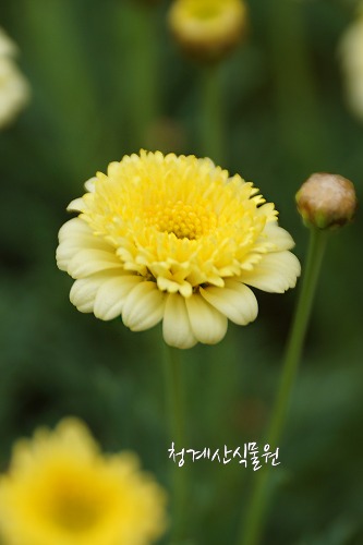 [청계산식물원] 꽃대 노랑겹목마가렛  / 사진촬영 2024년 2월 25일