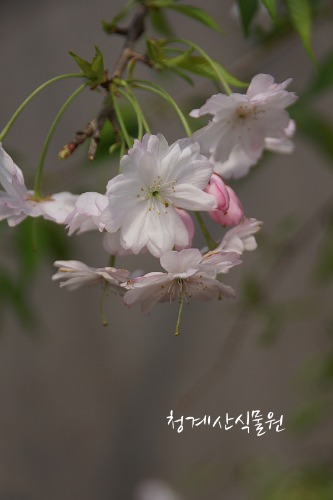 꽃대 수양벚나무 S02 (높이 100cm) / 사진촬영 2024년 4월 9일